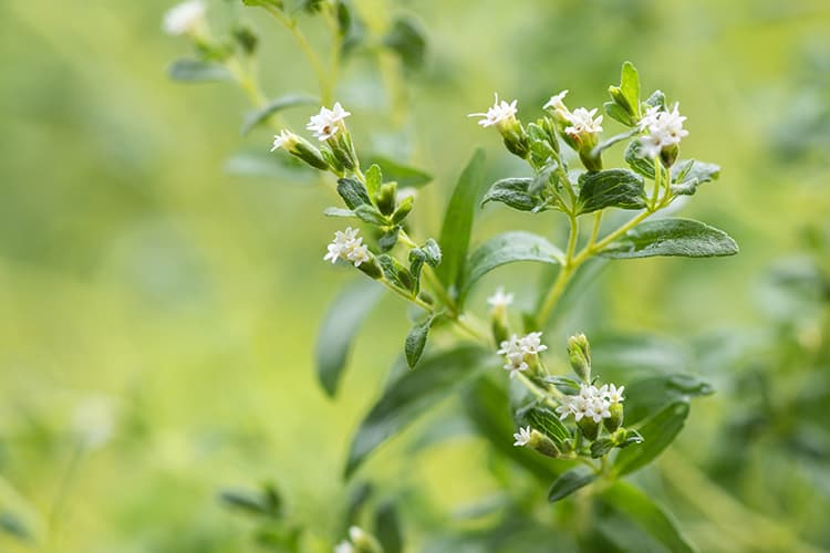 is stevia good or bad