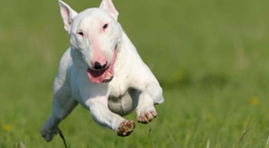 Best Dogs for An Active Lifestyle