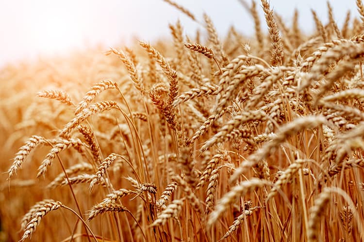 genetically modified wheat